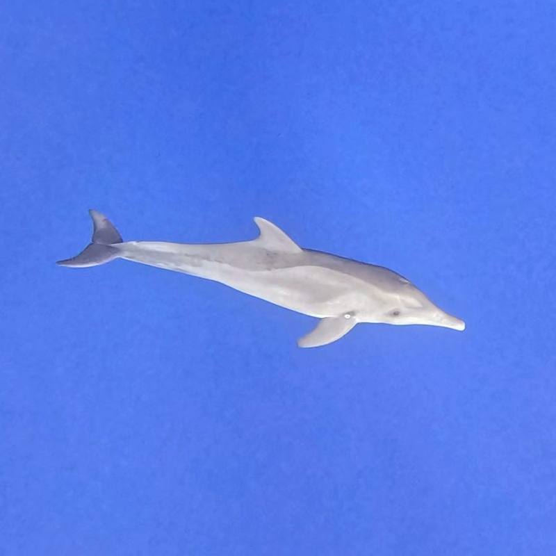 Rough-toothed Dolphin