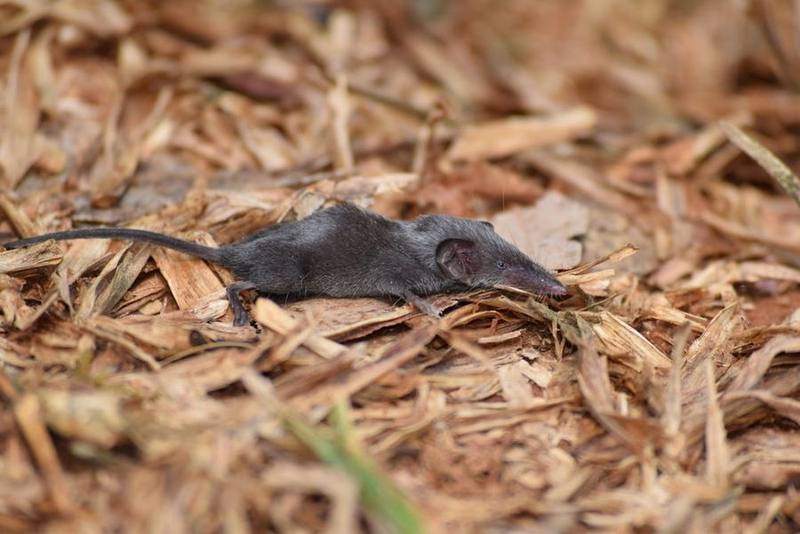Etruscan Shrew