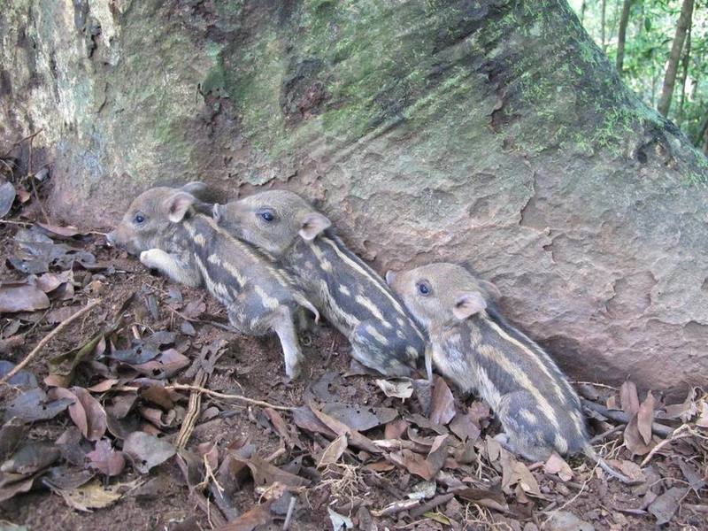 Eurasian Wild Pig