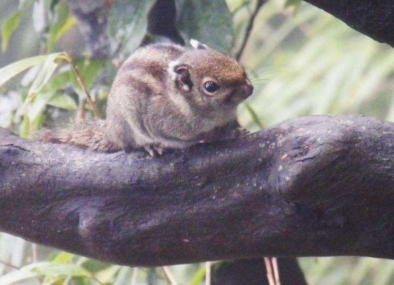 Maritime Striped Squirrel