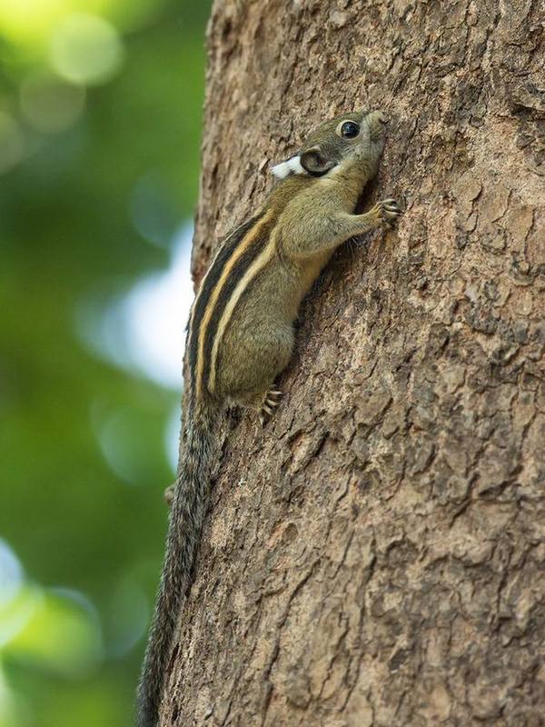 Cambodian Striped Squirrel