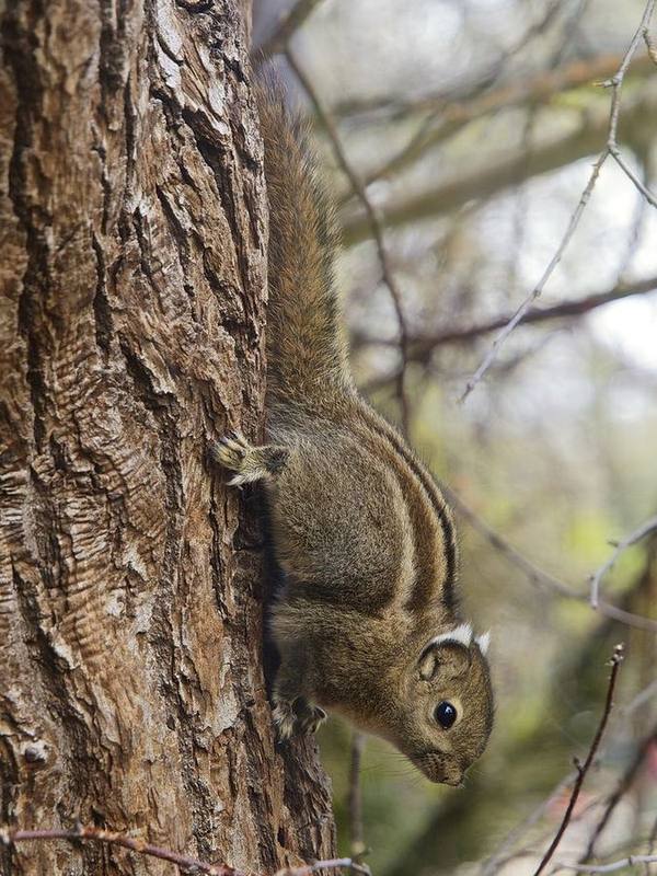 Swinhoe's Striped Squirrel