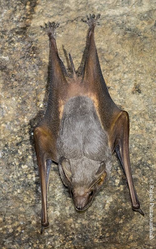 Theobald's Tomb Bat