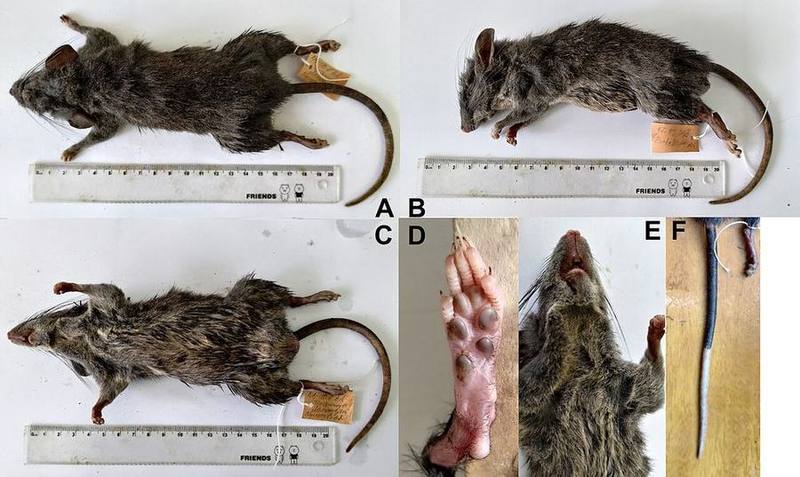 Daovantien's Limestone Rat