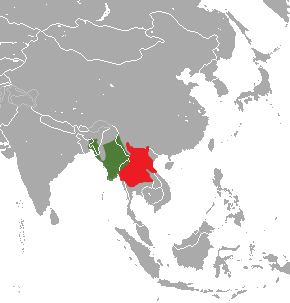 Indochinese Gray Langur