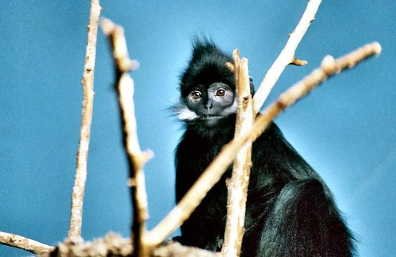 François's Langur
