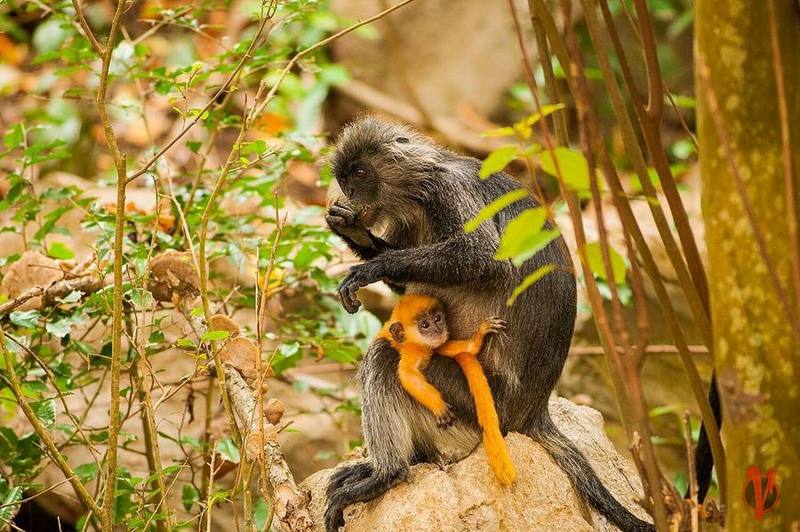 Germain's Langur
