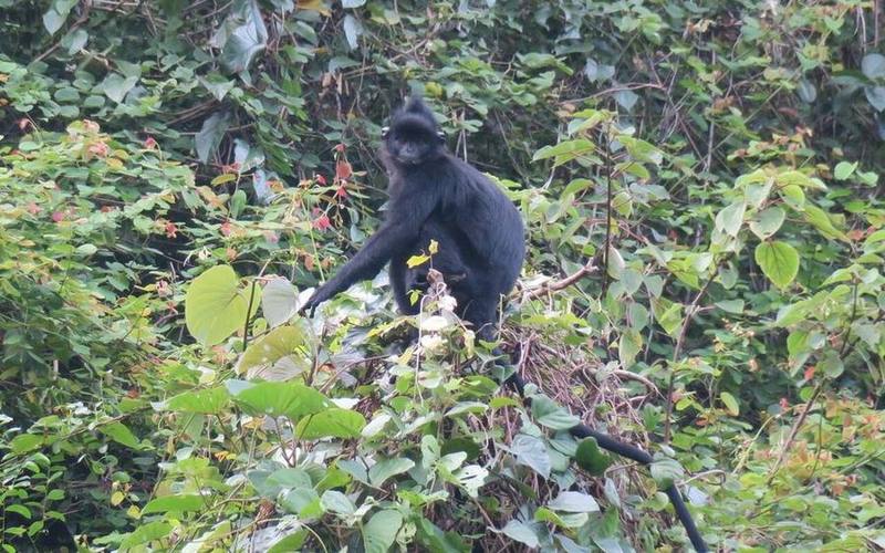 Hatinh Langur