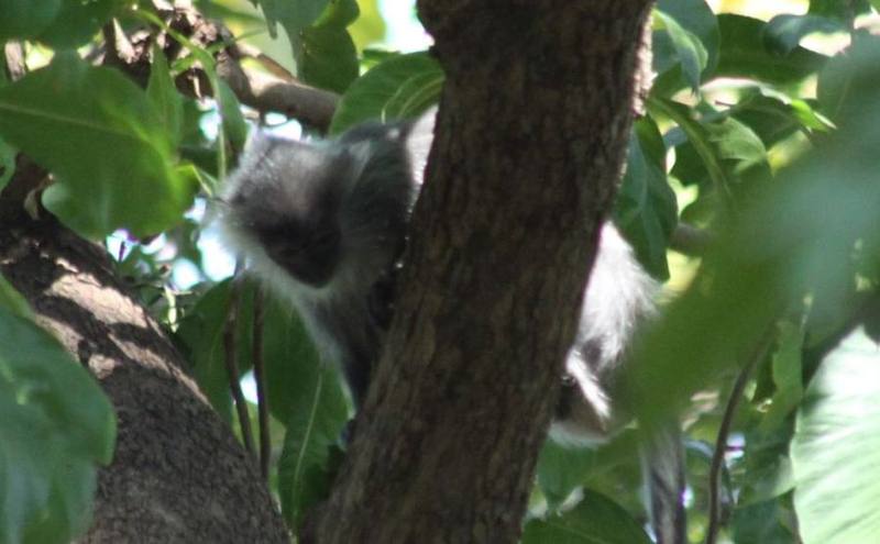 Annamese Langur