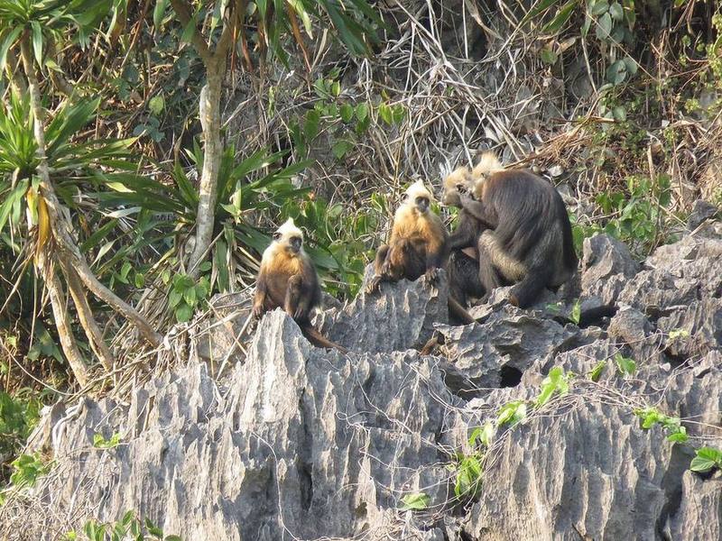Cat Ba Langur
