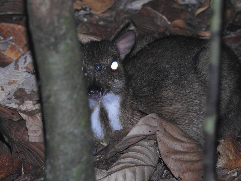Lesser Indo-Malayan Chevrotain