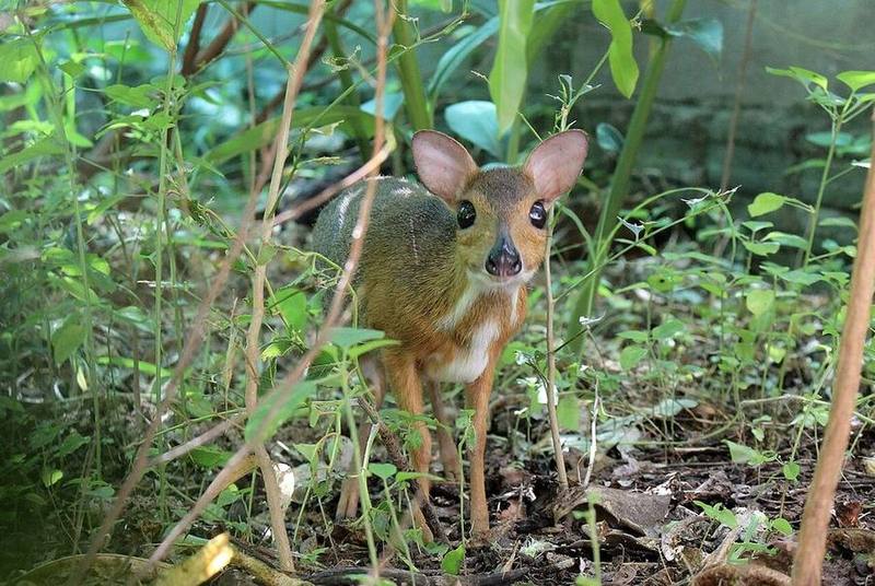 Silver-backed Chevrotain