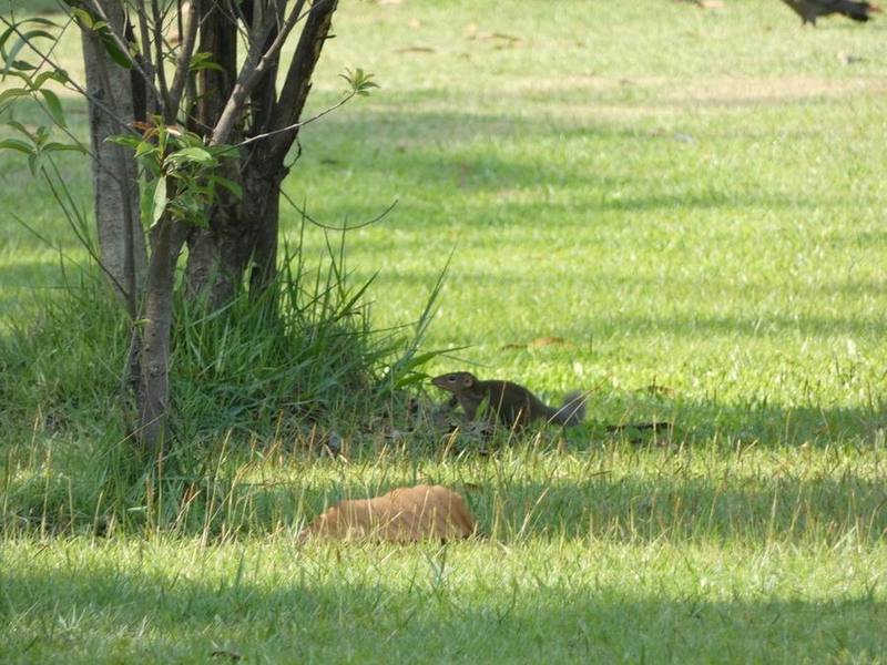 Northern Treeshrew