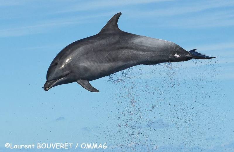 Common Bottlenose Dolphin