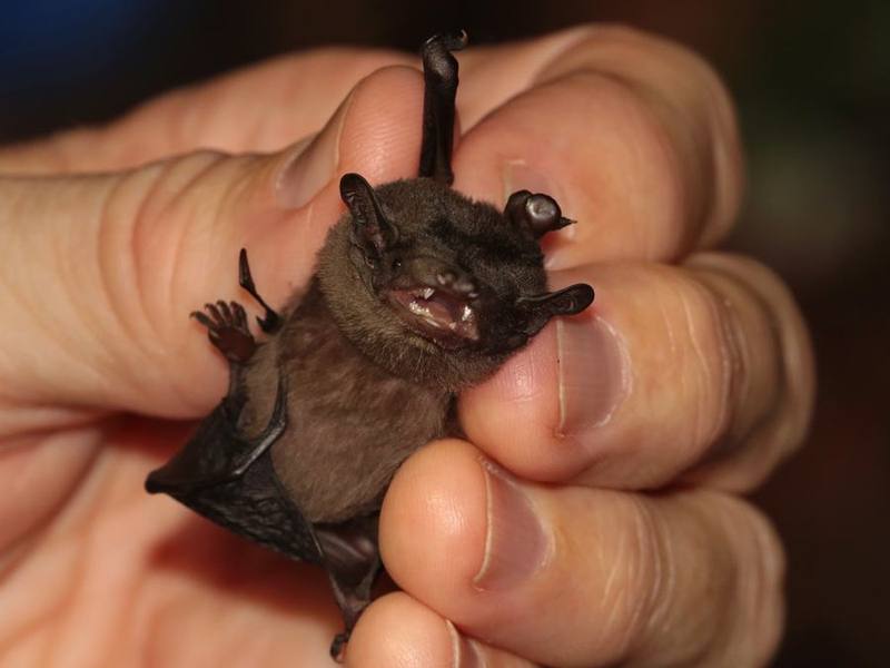 Malayan Greater Bamboo Bat