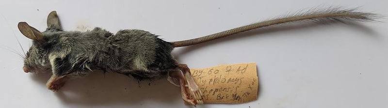 Southern Tree Mouse