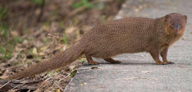 Javan Mongoose