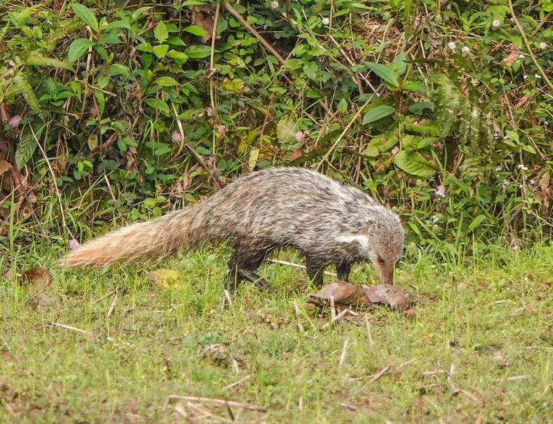 Crab-eating Mongoose