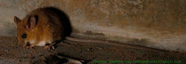 Indomalayan Long-tailed Climbing Mouse