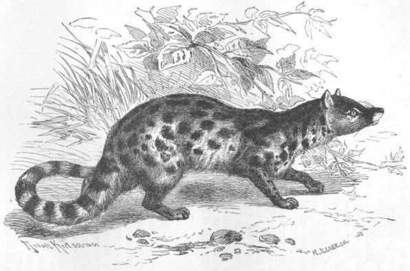Large-spotted Civet