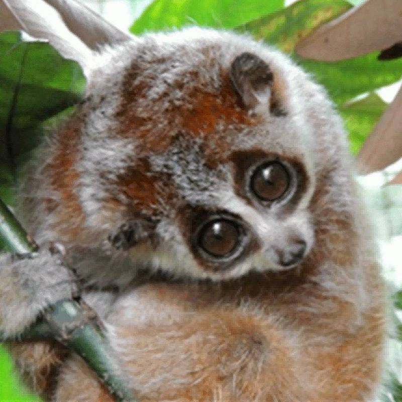 Northern Pygmy Slow Loris