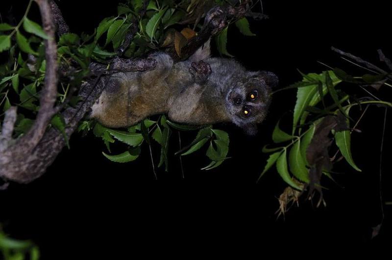 Southern Pygmy Slow Loris