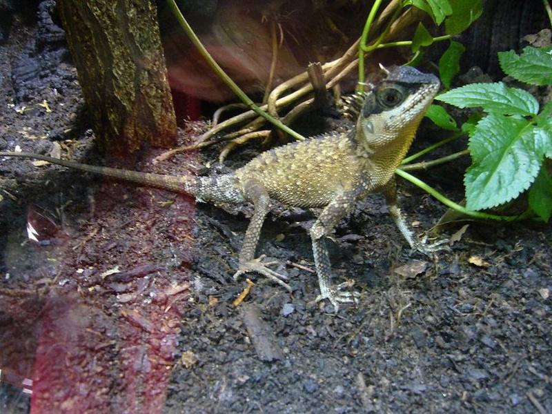 Mountain Horned Dragon