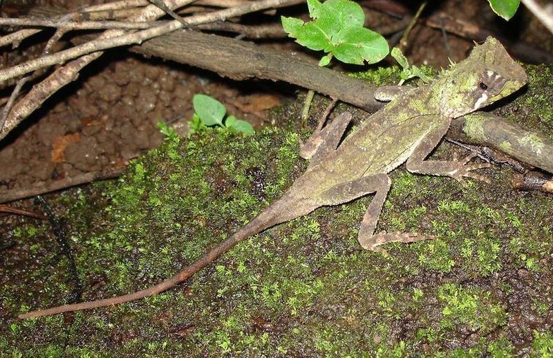 Crowned Spiny Lizard