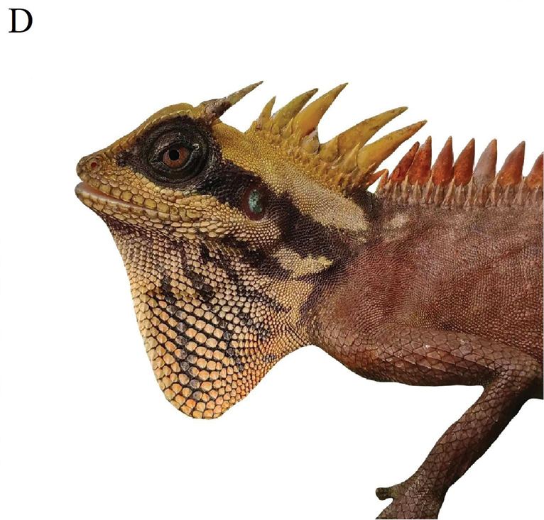 Acanthosaura nataliae