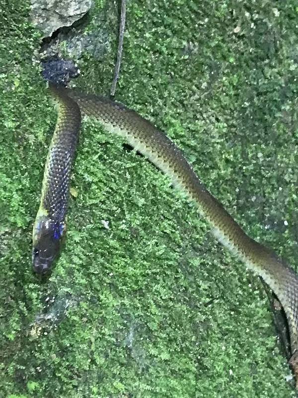 Rufous Burrowing Snake