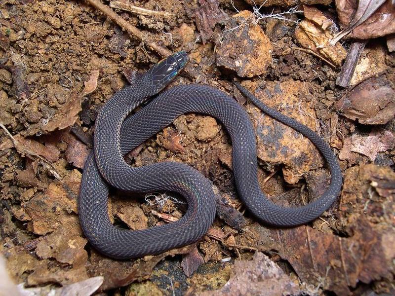 Peters' Odd-scaled Snake
