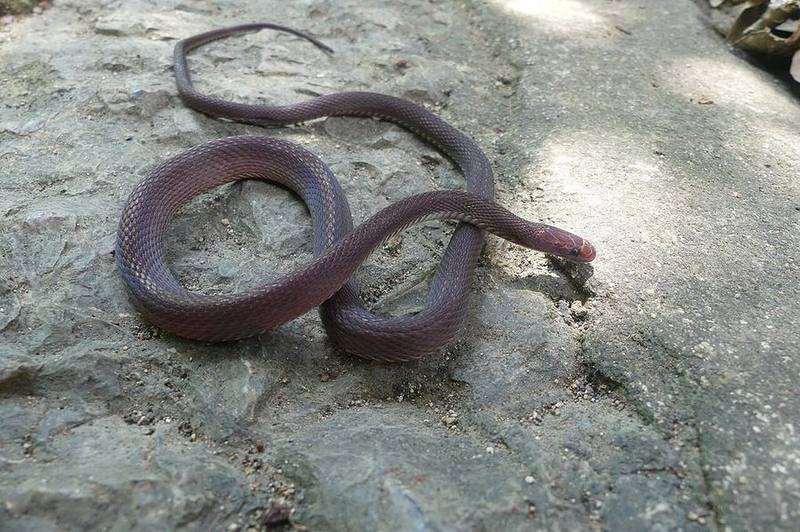 Achalinus tranganensis