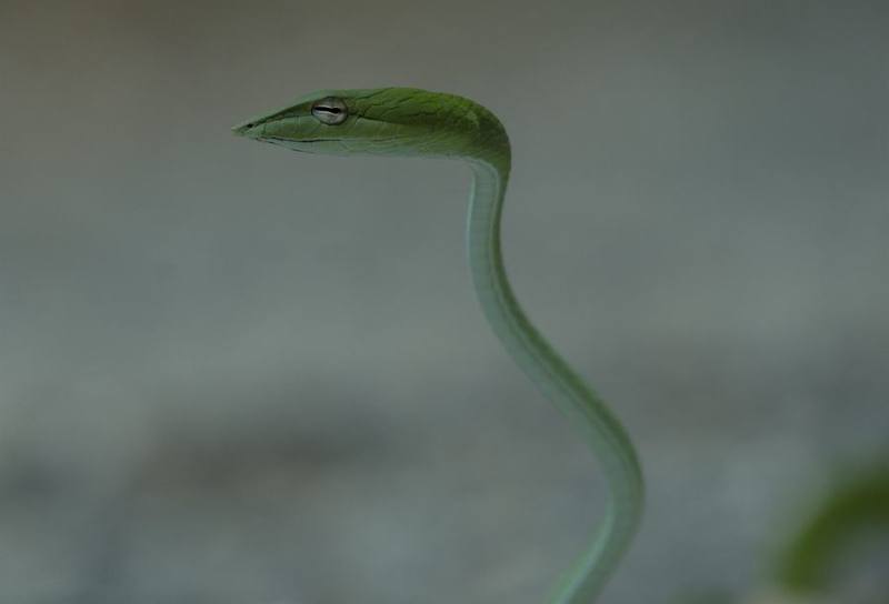 Oriental Whip Snake