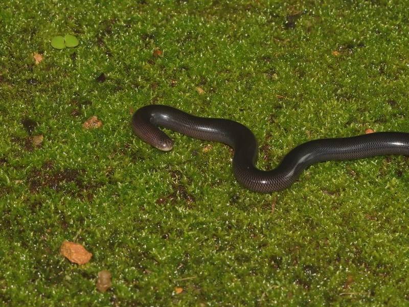 Diard's Blind Snake