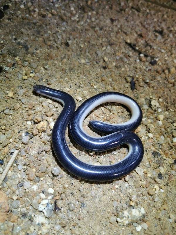 White-bellied Blind Snake