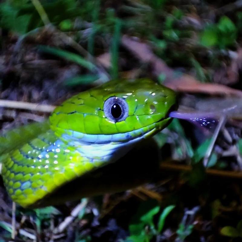 Green Cat Snake