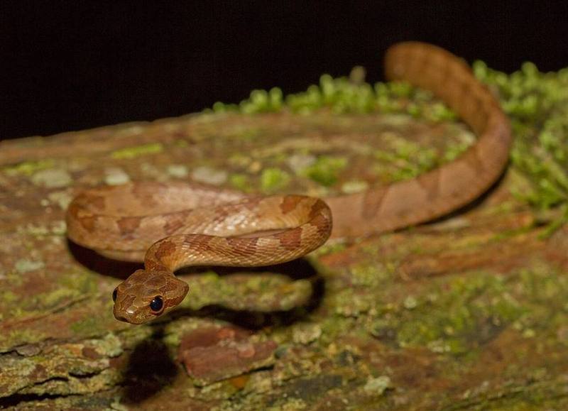 Square-headed Cat Snake