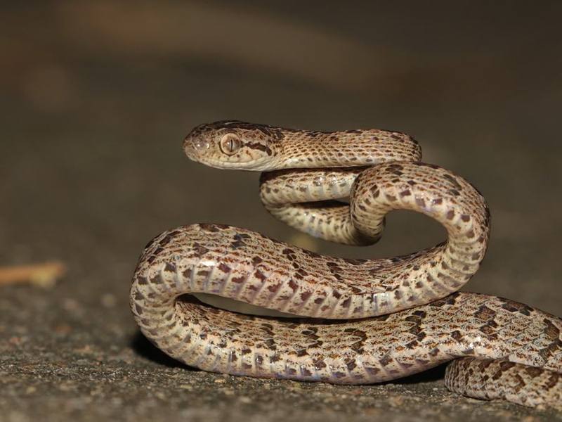 Boiga ochracea
