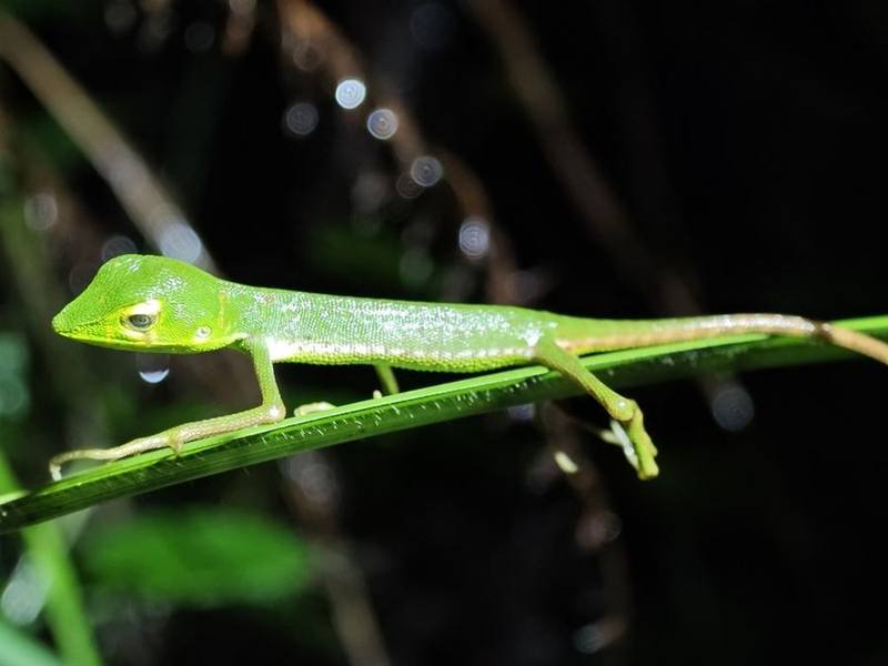 Bronchocela smaragdina