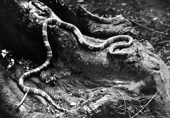 Malayan Krait