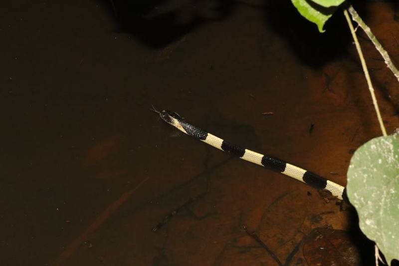 Banded Krait