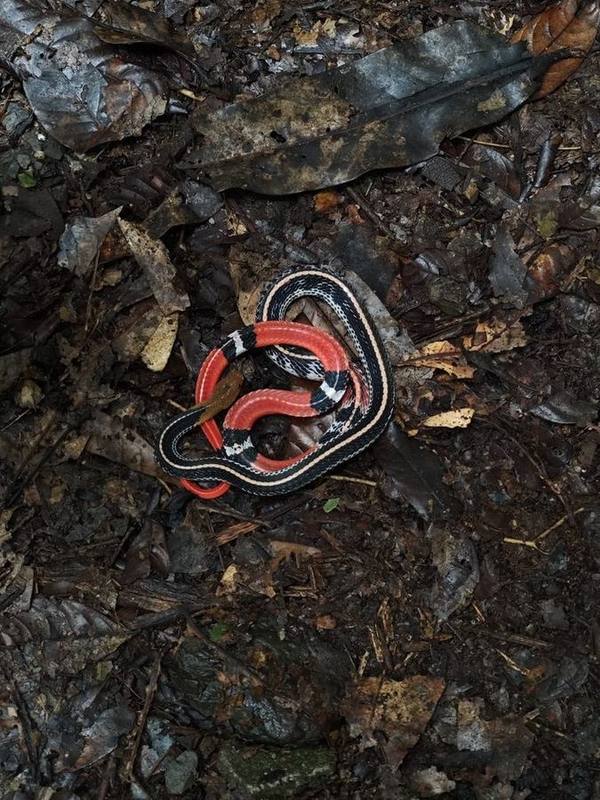 Yellow-headed Krait