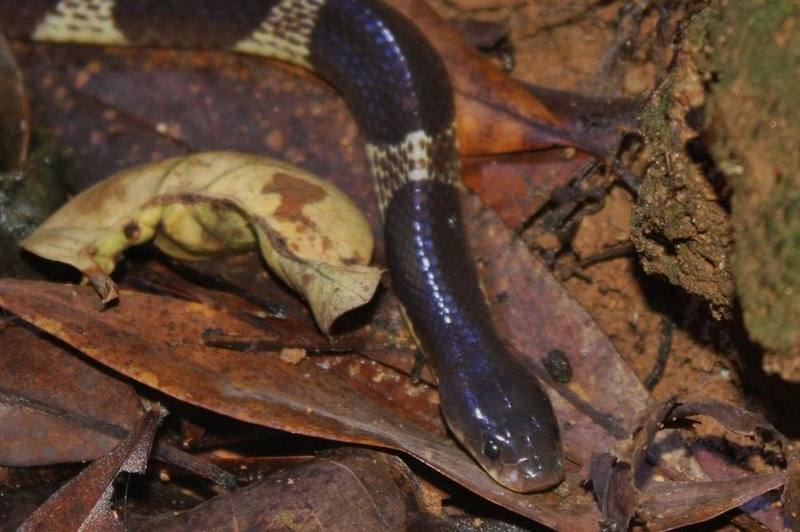 Bungarus multicinctus
