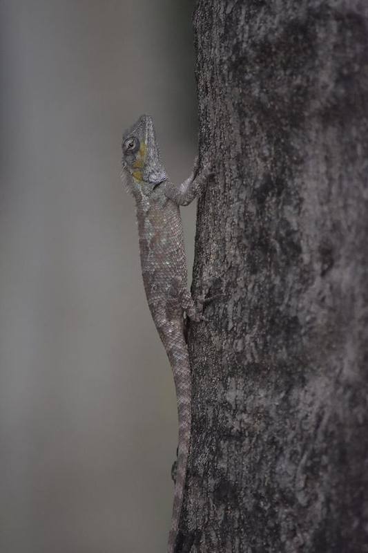 Calotes bachae