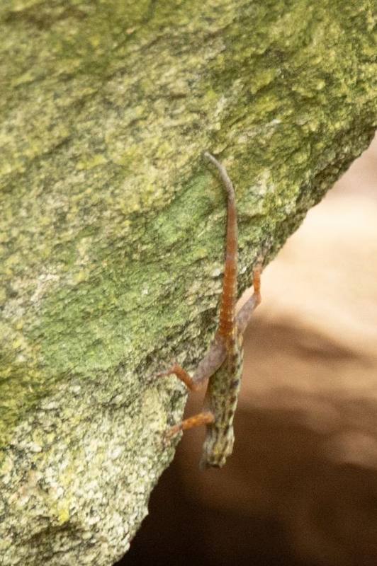 Hon Dat Rock Gecko