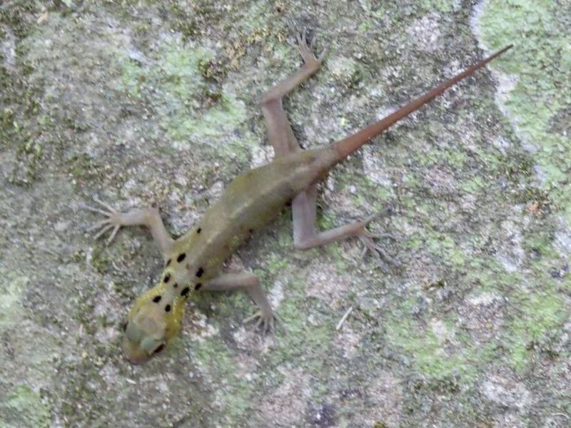 Cnemaspis boulengerii