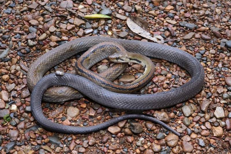 Common Malayan Racer