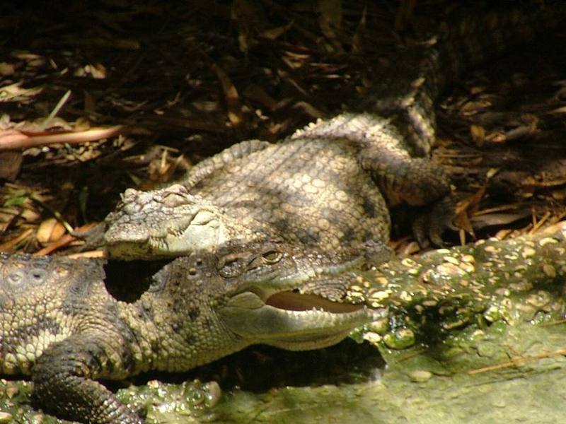 Siamese Crocodile