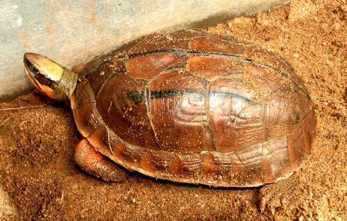Vietnamese Three-striped Box Turtle