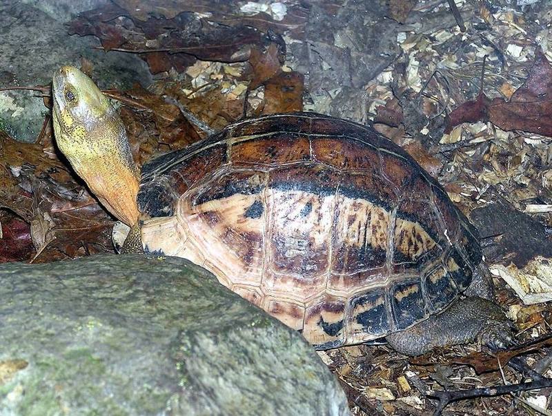Indochinese Box Turtle
